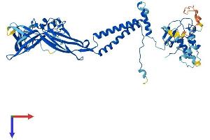 AlphaFold protein structure predicition of Mouse Recombinant P2rx7 Protein, UniprotID Q9Z1M0