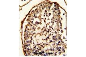 Paraformaldehyde-fixed, paraffin embedded human testis tissue, Antigen retrieval by boiling in sodium citrate buffer (pH6.