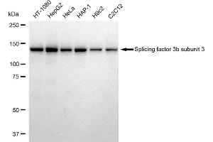 Western blotting analysis using Splicing factor 3b subunit 3 antibody (ABIN7800425). (Recombinant Splicing Factor 3B (Subunit 3) anticorps)