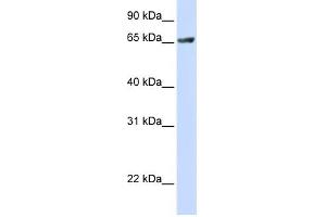 RUFY1 antibody used at 1 ug/ml to detect target protein.