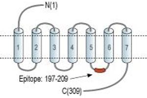 anti-MAS-Related GPR, Member E (MRGPRE) (3rd Intracellular Loop), (AA 197-209) antibody