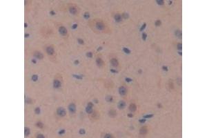 IHC-P analysis of Mouse Tissue, with DAB staining. (Glucuronidase beta anticorps  (AA 451-648))