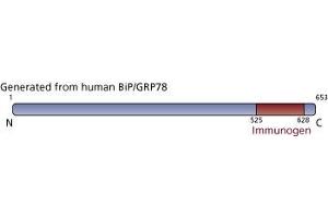 Image no. 1 for anti-Heat Shock 70kDa Protein 5 (Glucose-Regulated Protein, 78kDa) (HSPA5) (AA 525-628) antibody (ABIN968291) (GRP78 anticorps  (AA 525-628))