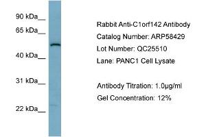WB Suggested Anti-C1orf142  Antibody Titration: 0. (SNAP47 anticorps  (Middle Region))