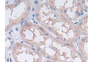 Detection of PON3 in Human Kidney Tissue using Polyclonal Antibody to Paraoxonase 3 (PON3)
