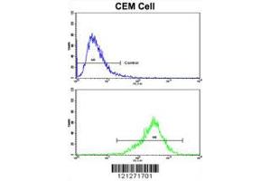 Flow cytometric analysis of CEM cells using TGM4 Antibody (bottom histogram) compared to a negative control cell (top histogram). (TGM4 anticorps  (AA 135-164))