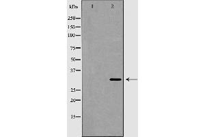 Western blot analysis of extracts from Jurkat cells, using AQP3 antibody. (AQP3 anticorps  (Internal Region))