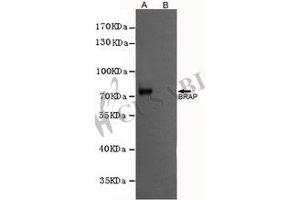 Western blot analysis of extracts from CHO-K1 cells, transfected with a human pFLAG-CMV2-BRAP construct (A) or transfected with a human pFLAG-CMV2 construct (B), using BRAP antibody (1:1000 diluted). (BRAP anticorps)