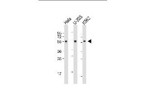 All lanes : Anti-AIRE Antibody (Center) at 1:2000 dilution Lane 1: Hela whole cell lysate Lane 2: U-20S whole cell lysate Lane 3: K562 whole cell lysate Lysates/proteins at 20 μg per lane. (AIRE anticorps  (AA 64-92))