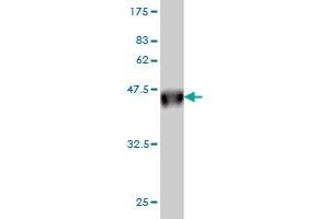 Western Blot detection against Immunogen (36. (DDX56 anticorps  (AA 450-547))