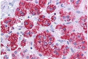 Human Adrenal: Formalin-Fixed, Paraffin-Embedded (FFPE)