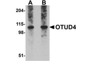 Western Blotting (WB) image for anti-OTU Domain Containing 4 (OTUD4) (C-Term) antibody (ABIN1030565) (OTUD4 anticorps  (C-Term))