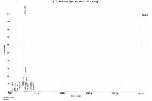 Image no. 3 for Galanin (GAL) peptide (Ovalbumin) (ABIN5666182) (Galanin (GAL) peptide (Ovalbumin))