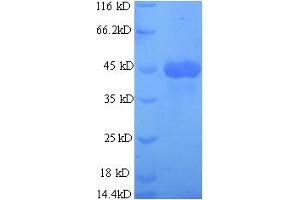 SDS-PAGE (SDS) image for Matrix Metallopeptidase 13 (Collagenase 3) (MMP13) (AA 105-472) protein (His tag) (ABIN5713098)