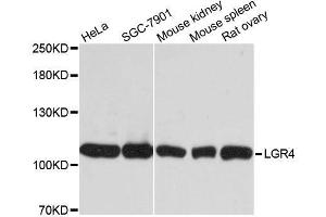 Western blot analysis of extracts of various cell lines, using LGR4 antibody. (LGR4 anticorps  (AA 320-540))