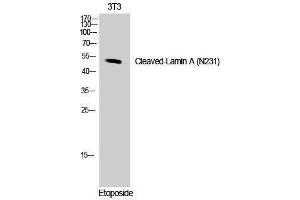 Western Blotting (WB) image for anti-Lamin A/C (LMNA) (Asn231), (cleaved) antibody (ABIN3181810) (Lamin A/C anticorps  (Asn231, cleaved))