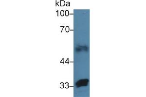 Western Blot; Sample: Human Lung lysate; Primary Ab: 3µg/ml Rabbit Anti-Human FBLN4 Antibody Second Ab: 0.