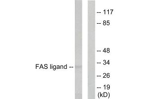Western blot analysis of extracts from 293 cellls, using FAS ligand antibody. (FASL anticorps  (Internal Region))