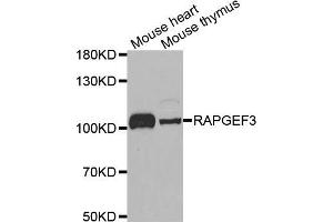 Western blot analysis of extracts of various cell lines, using RAPGEF3 antibody (ABIN5971225) at 1/1000 dilution. (RAPGEF3 anticorps)