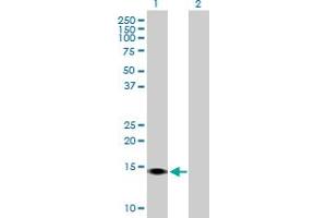 Western Blot analysis of SUMO4 expression in transfected 293T cell line by SUMO4 MaxPab polyclonal antibody.