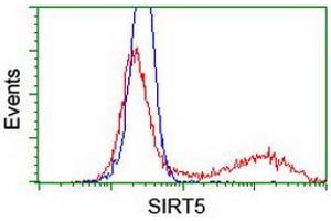 Image no. 2 for anti-Sirtuin 5 (SIRT5) antibody (ABIN1500934) (SIRT5 anticorps)