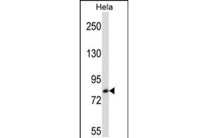 Western blot analysis in Hela cell line lysates (35ug/lane). (TRIM37 anticorps  (C-Term))