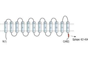 Representative domain view of the target of ABIN7885146.