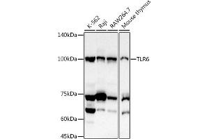 Western blot analysis of extracts of various cell lines, using TLR6 antibody (ABIN7270847) at 1:1000 dilution. (TLR6 anticorps  (AA 32-200))
