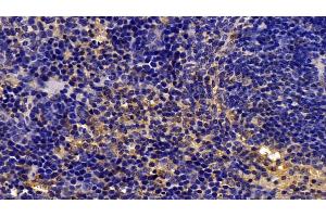 Detection of CASP1 in Mouse Spleen Tissue using Polyclonal Antibody to Caspase 1 (CASP1)