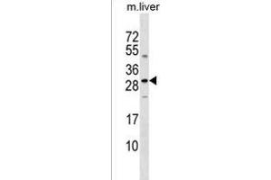SOST Antibody (N-term) (ABIN1539331 and ABIN2849012) western blot analysis in mouse liver tissue lysates (35 μg/lane).