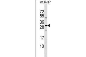 SOST Antibody (N-term) (ABIN1539331 and ABIN2849012) western blot analysis in mouse liver tissue lysates (35 μg/lane). (Sclerostin anticorps  (N-Term))