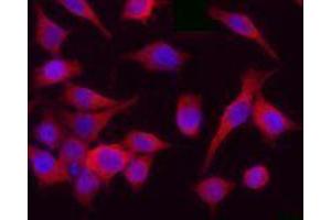 Immunofluorescence (IF) image for anti-Cyclin-Dependent Kinase 1 (CDK1) antibody (ABIN2666269)