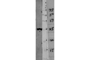 Blots of crude HeLa cell homogenate blotted with ABIN1580407 (left lane) and various molecular weight standards (right lane- numbers indicate apparent SDS-PAGE molecular weight in kDa). (14-3-3 eta anticorps)