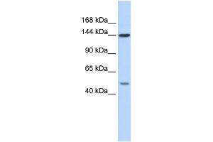 WB Suggested Anti-SF3B1 Antibody Titration:  0. (SF3B1 anticorps  (N-Term))