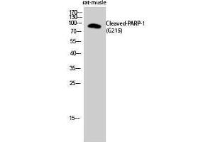 Western Blotting (WB) image for anti-Poly (ADP-Ribose) Polymerase 1 (PARP1) (cleaved), (Gly215) antibody (ABIN3181825)