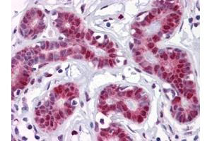 Immunohistochemistry (IHC) image for anti-TSC22 Domain Family, Member 3 (TSC22D3) (AA 1-98) antibody (ABIN614600)