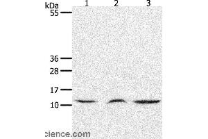 Western blot analysis of Mouse lung and thymus tissue, human fetal muscle tissue, using CCL17 Polyclonal Antibody at dilution of 1:1300 (CCL17 anticorps)