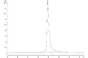 The purity of Human Transferrin R is greater than 95 % as determined by SEC-HPLC.