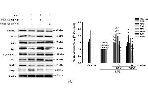 Effects of GRh2 on (A) LPS-induced antioxidative enzymes (catalase, superoxide dismutase (SOD), and glutathione peroxidase (GPx)), heme oxygenase-1 (HO-1), Trx-1, NF-E2-related factor 2 (Nrf2)/Keap1 and KAP1, (B) TLR4, PI3K, Akt, and mTOR, and (C) Raf-1, p-Raf-1, Mek and p-Mek protein expression in the lungs. (KAP1 anticorps)