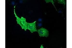 Anti-PDE2A mouse monoclonal antibody (ABIN2454426) immunofluorescent staining of COS7 cells transiently transfected by pCMV6-ENTRY PDE2A (RC207219). (PDE2A anticorps)
