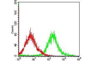 Flow cytometric analysis of MCF-7 cells using CASP-7 mouse mAb (green) and negative control (red).