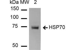Western Blot analysis of Human Heat shocked HeLa cell lysates showing detection of HSP70 protein using Mouse Anti-HSP70 Monoclonal Antibody, Clone 1H11 . (HSP70 anticorps  (Atto 488))