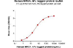 ELISA plate pre-coated by 2 μg/mL (100 μL/well) Human HER3, His tagged protein (ABIN6961140) can bind Human NRG1, hFc tagged protein(ABIN6964402) in a linear range of 3. (Neuregulin 1 Protein (NRG1) (Fc Tag))