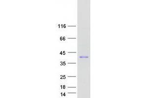 Validation with Western Blot (NKX2-8 Protein (Myc-DYKDDDDK Tag))