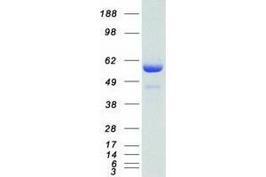 Validation with Western Blot