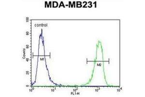 Flow cytometric analysis of MDA-MB231 cells using CBY1 Antibody (C-term) Cat. (CBY1/PGEA1 anticorps  (C-Term))