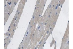 Detection of PCYOX1 in Mouse Heart Tissue using Polyclonal Antibody to Prenylcysteine Oxidase 1 (PCYOX1)