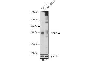Western blot analysis of extracts from normal (control) and Cyclin D1 knockout (KO) HeLa cells, using Cyclin D1 antibody  at 1:1000 dilution.