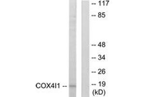 Western blot analysis of extracts from A549 cells, using COX41 Antibody. (COX IV anticorps  (AA 11-60))