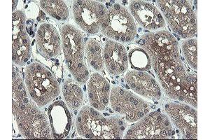 Image no. 2 for anti-TSC22 Domain Family, Member 1 (TSC22D1) antibody (ABIN1501535) (TSC22D1 anticorps)